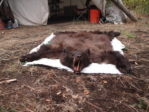 Montana black bear