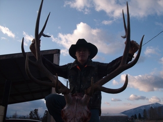 montana bull elk